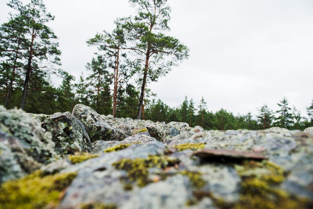 Sammallahdenmäen hautaröykkiö ja metsämaisemaa kuva Rauman kaupunki